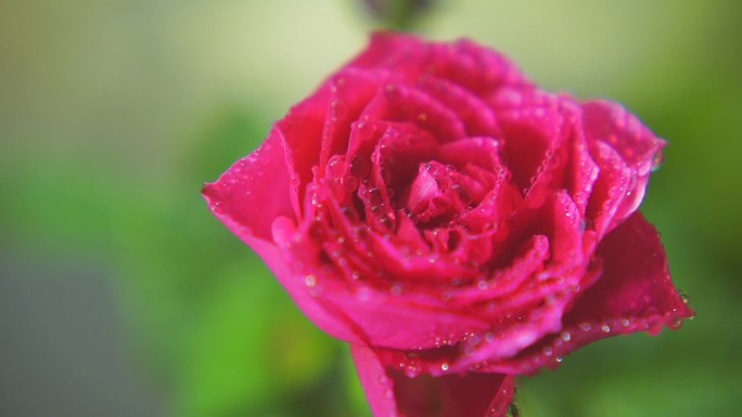 高清实拍娇嫩欲滴的粉色玫瑰花光影流动
