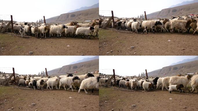 羊群出栏