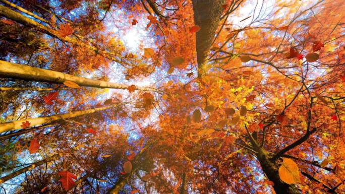 仰拍角度秋天金黄色的树林树叶飘落