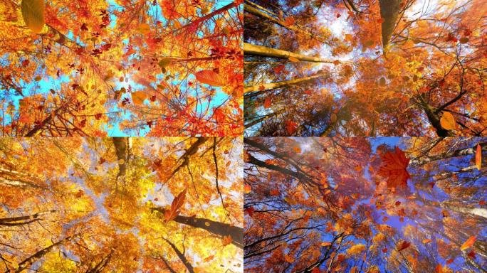 仰拍角度秋天金黄色的树林树叶飘落