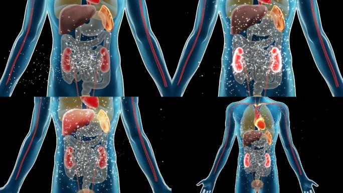 人体内脏滋养 排毒 大补