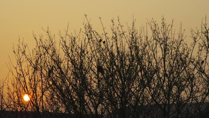 清晨阳光枝头小鸟