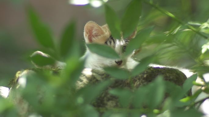 午后慵懒的小猫咪