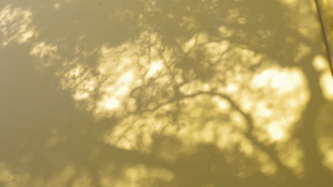 树木影子墙壁阳光斑驳树影意境写意空镜头
