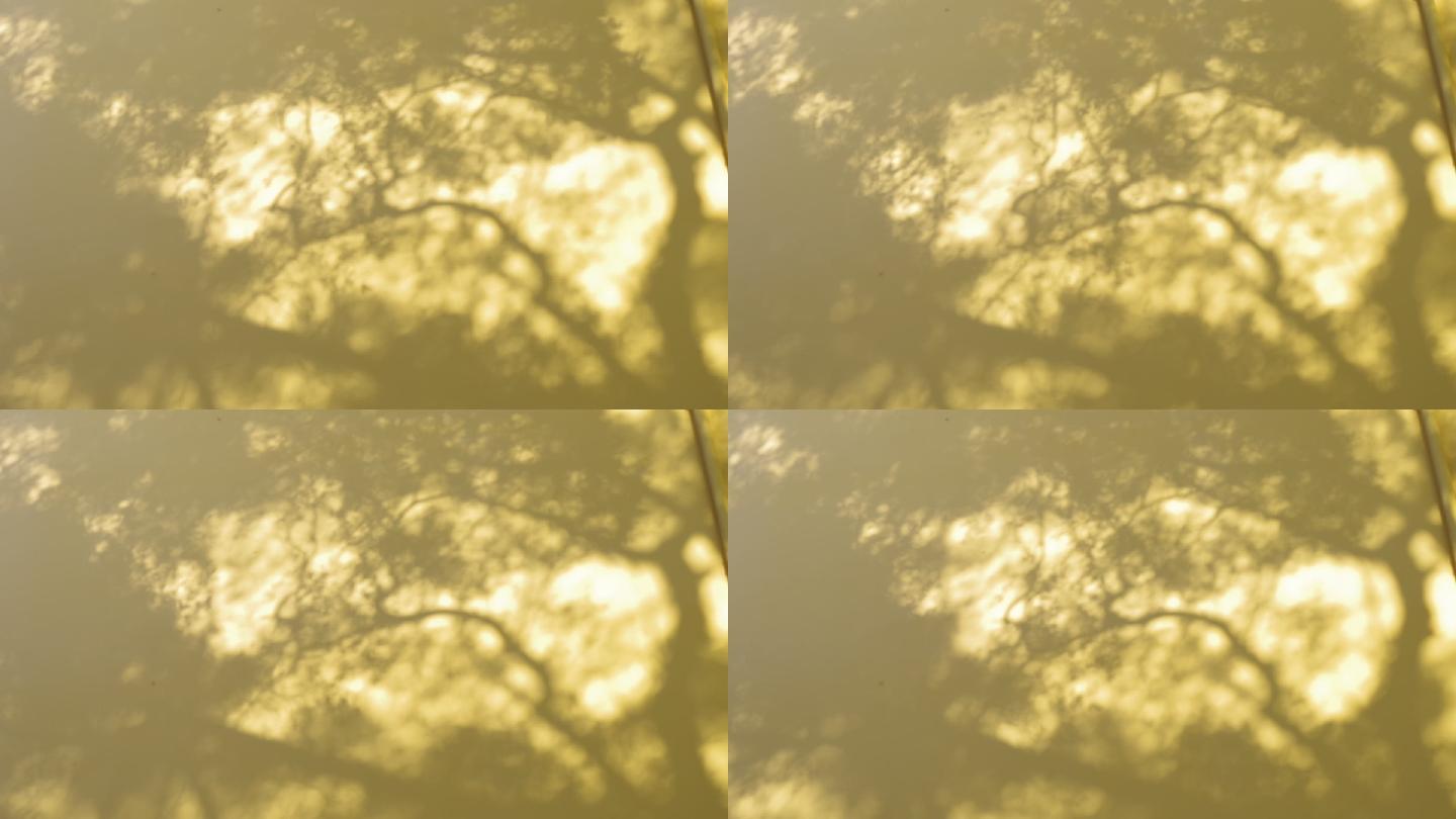 树木影子墙壁阳光斑驳树影意境写意空镜头
