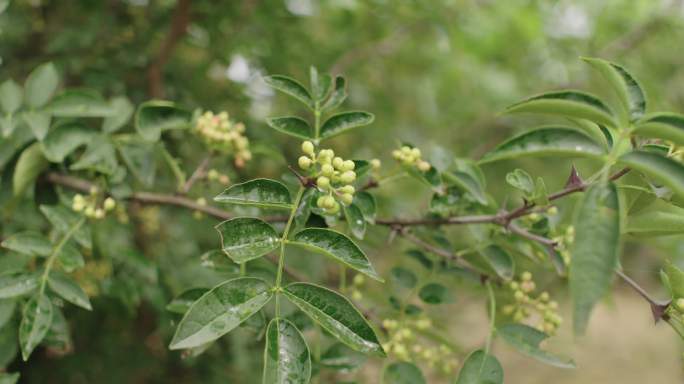 花椒树采摘花椒