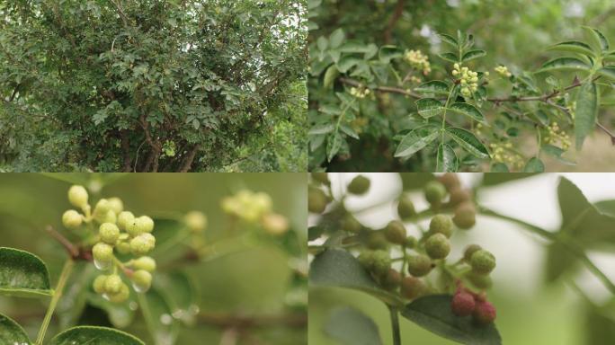 花椒树采摘花椒