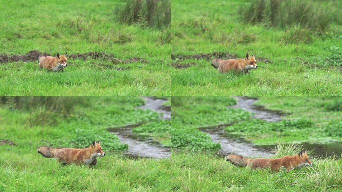 红狐在草地上奔跑
