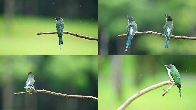 中国最美小鸟现身深圳：蓝喉蜂虎雨中谈恋爱