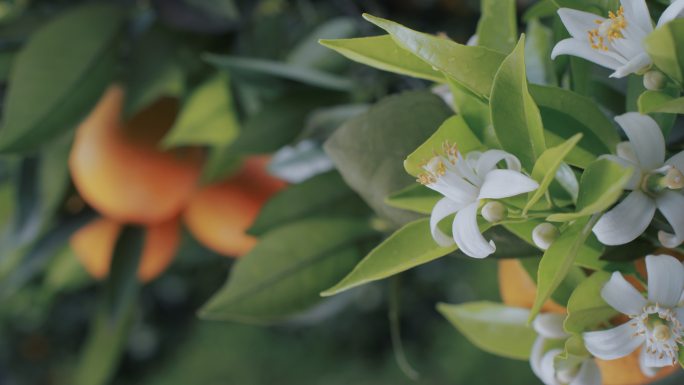 种植园里橘树开花结果 四川