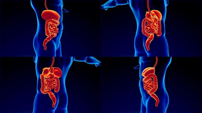 消化系统膀胱人体肠道脾脏