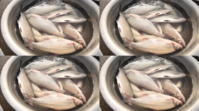 海鲜市场买鱼活鱼