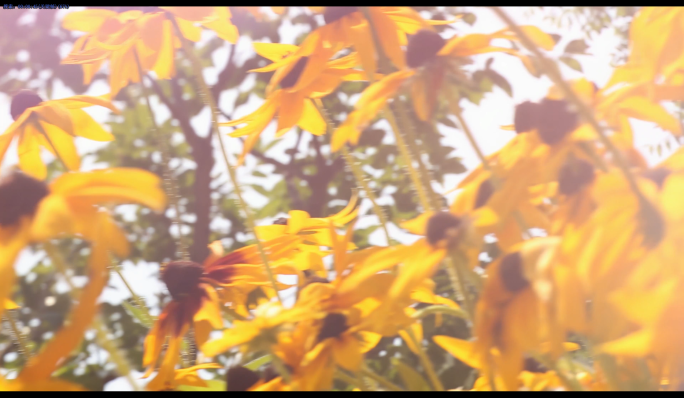 4K阳光下花朵草地唯美视频素材