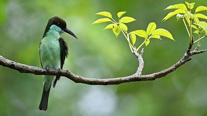 中国最美小鸟现身深圳：蓝喉蜂虎枝桠上扮靓