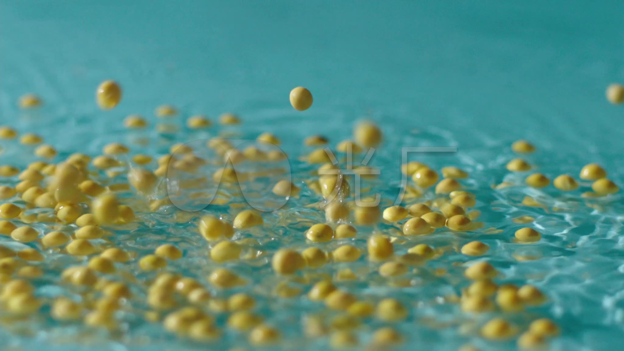 泡黄豆豆嘴发豆芽黄豆胚芽_(11)_1920X1080_高清视频素材下载(编号:6760202)_实拍视频_VJ师网 www.vjshi.com