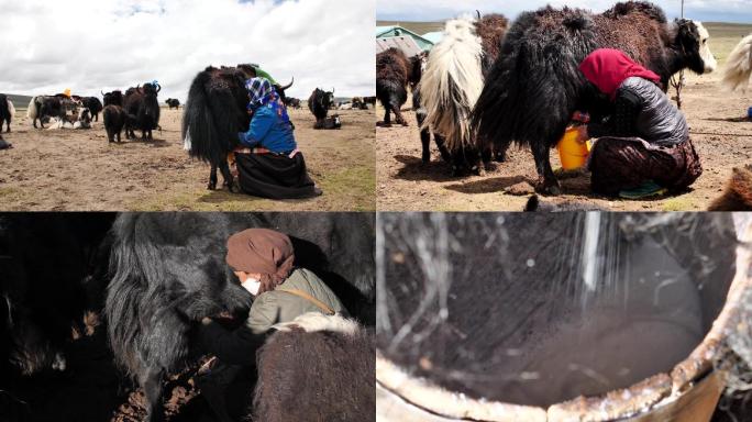 西藏牧场牦牛挤牛奶挤奶工人