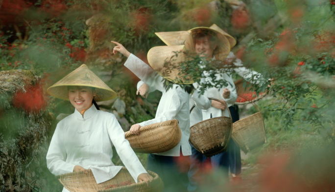 花椒女 采花椒的姑娘 花椒