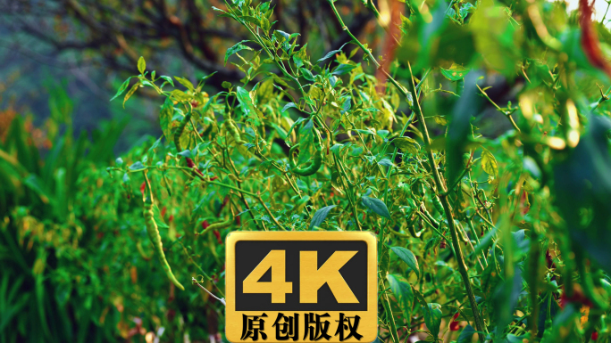 辣椒树实拍高清视频素材4K