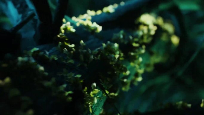 科技唯美神秘花瓣树生长3D视频素材