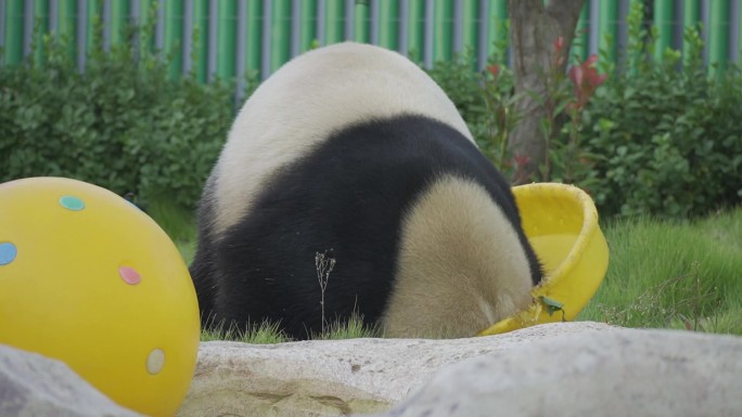 熊猫擦屁股