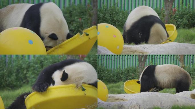 熊猫擦屁股
