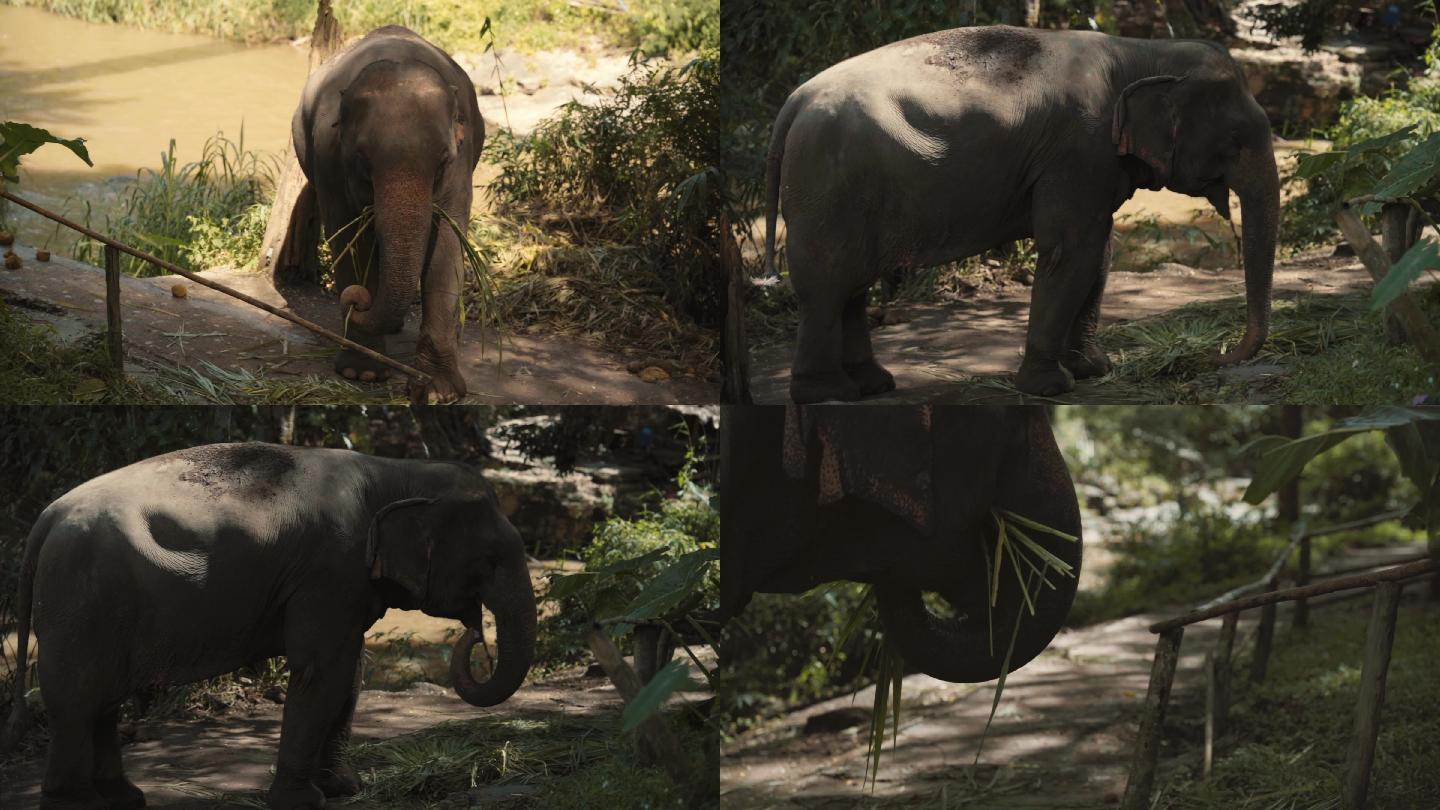 东南亚泰国大象野生动园大象吃东西特写