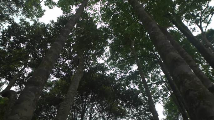 实拍森林大树木