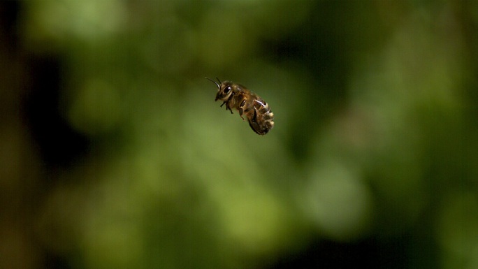 蜜蜂在绿色背景下飞行，慢动作