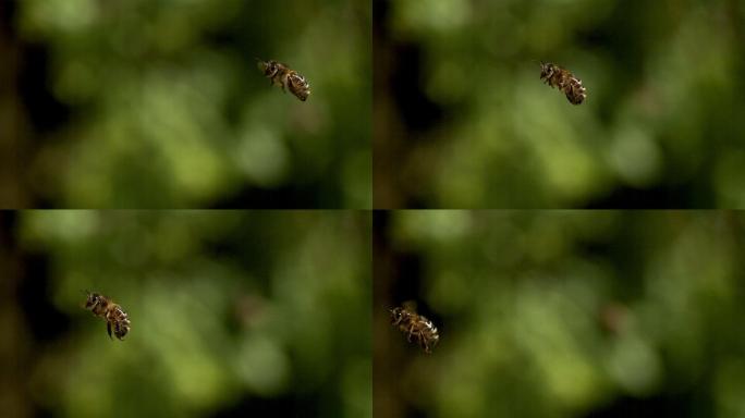 蜜蜂在绿色背景下飞行，慢动作
