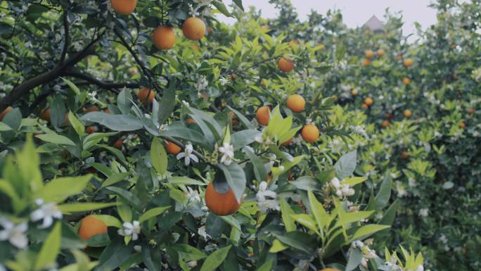 种植园里橘树开花结果 四川