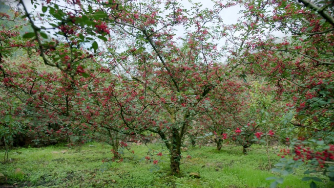 花椒基地 花椒原料基地  花椒林