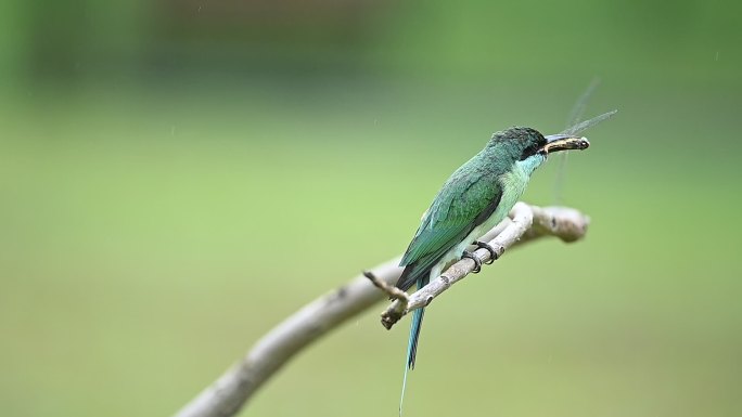 中国最美小鸟：蓝喉蜂虎雨中捕食红蜻蜓