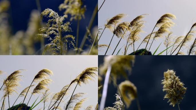 五节芒、植物、野草、芦苇、长茎