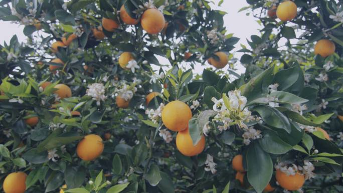 种植园里橘树开花结果 四川