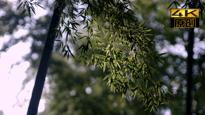 树、树林、竹林、树叶、绿叶、植物