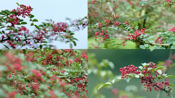 花椒树 花椒基地 花椒原料基地  花椒林