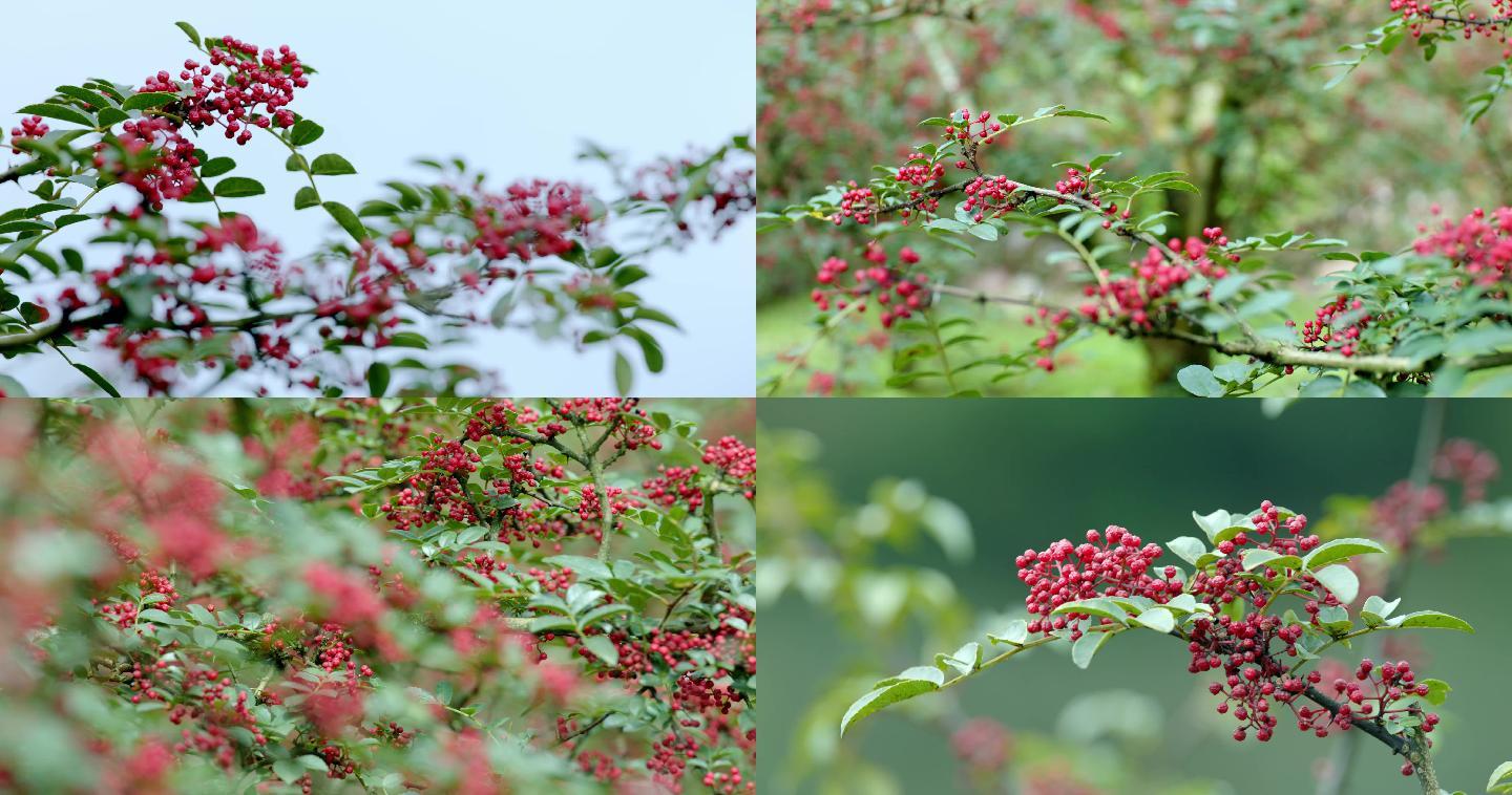 花椒树 花椒基地 花椒原料基地  花椒林