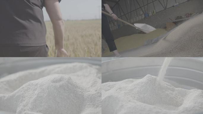 小麦丰收麦田微笑 小麦扬场 面粉研磨升格