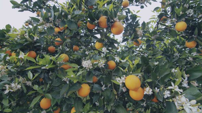 种植园里橘树开花结果 四川