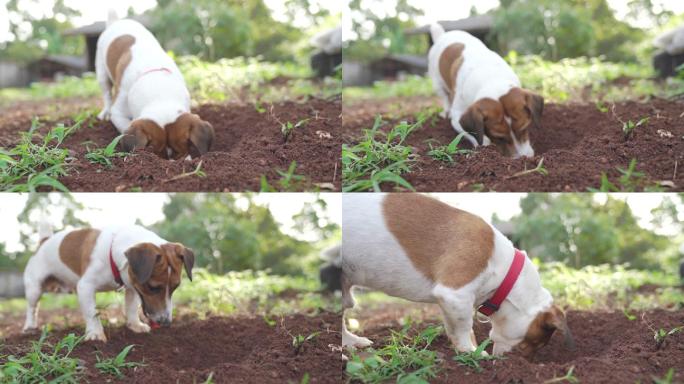 狗在花园里刨土斗牛犬狗自然