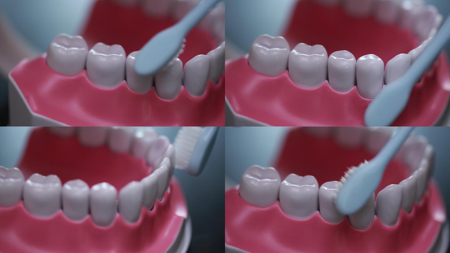 牙齿模型演示刷牙方法 (7)