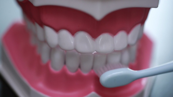 牙齿模型演示刷牙方法 (3)