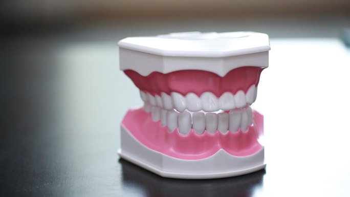 牙齿模型演示刷牙方法 (2)