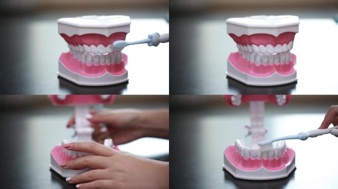 牙齿模型演示刷牙方法 (2)