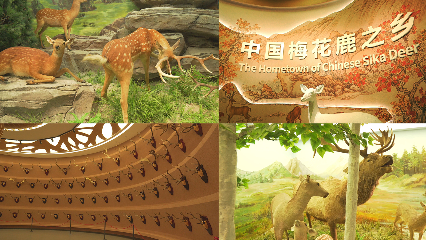 【实拍】中国双阳梅花鹿博物馆丨鹿茸