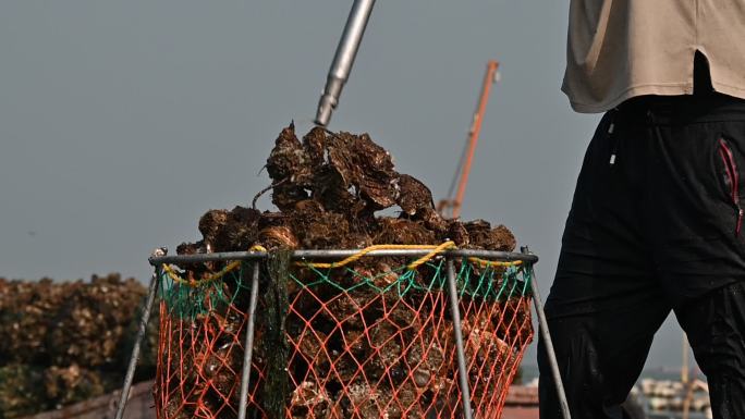 海上牡蛎收获