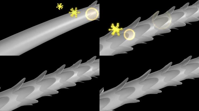 打开毛发鳞片 白头发