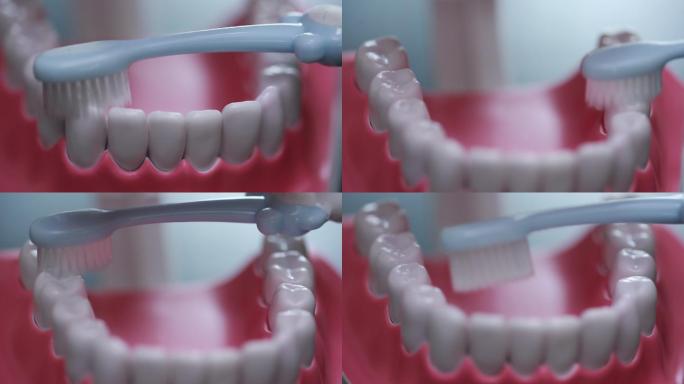 牙齿模型演示刷牙方法 (4)