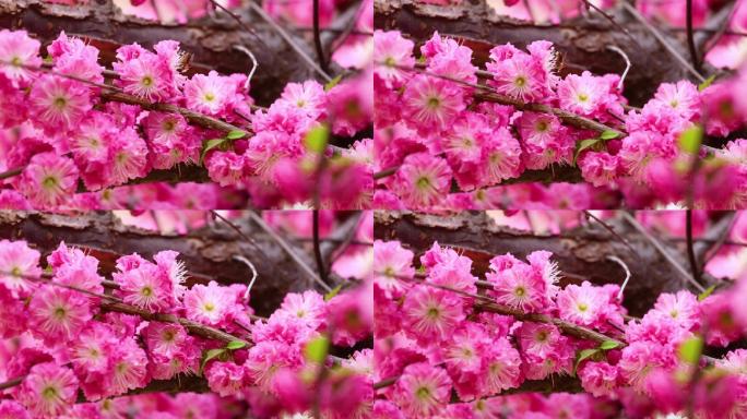 春天盛开的重瓣榆叶梅