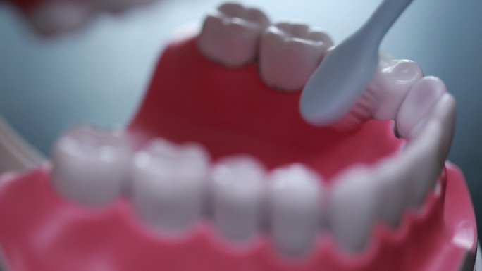 牙齿模型演示刷牙方法 (6)